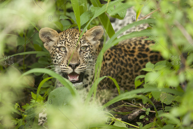 Leopard smiling