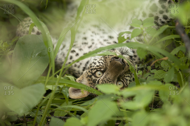 Leopard on its back