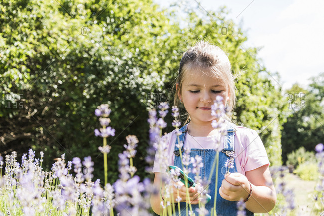 Girl in lavender field