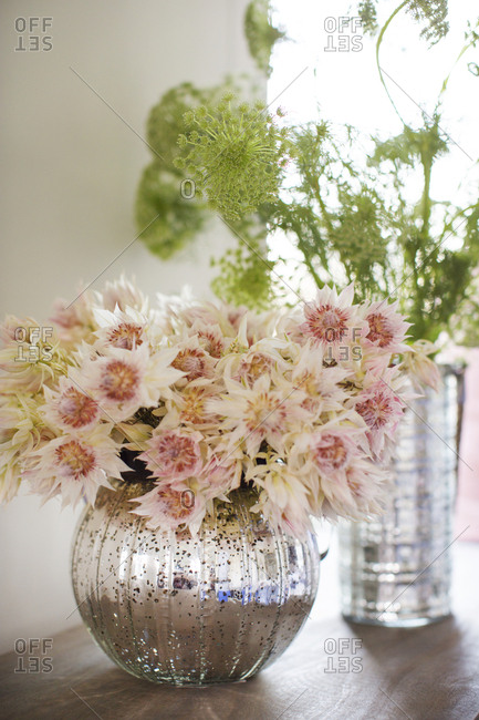 Blushing bride proteas and Queen Anne's lace in vases