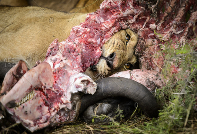 Young lion eating a carcass of a dead wildebeest