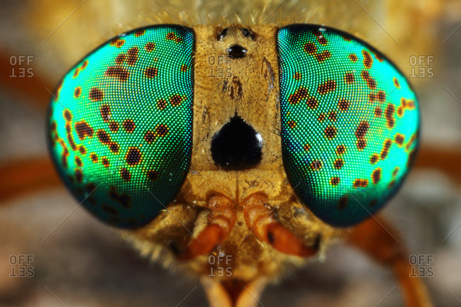 insect eye stock photos