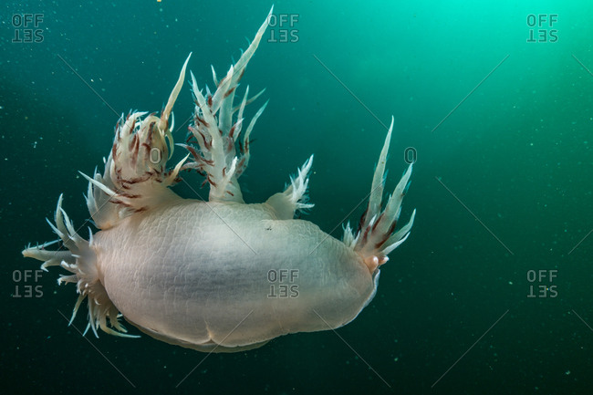 A white nuibranch gliding through the depths of a northern reef system