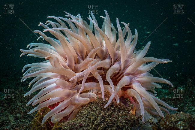 A close-up of anemone underwater