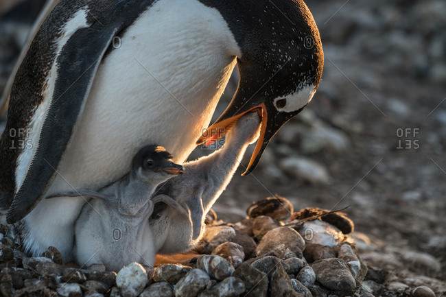 A nestling feeds through the mouth of an adult penguin