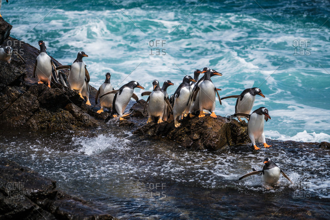 Penguins waddling across a rocky outcrop