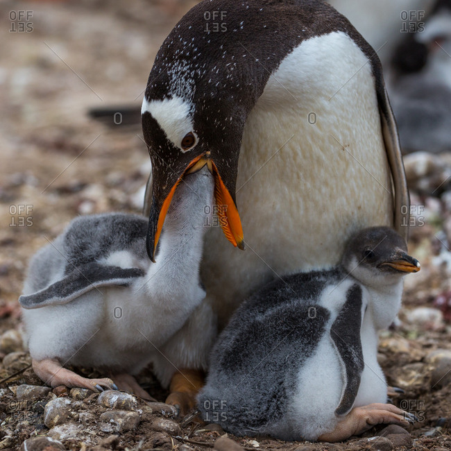 A nestling feeds through the mouth of an adult penguin