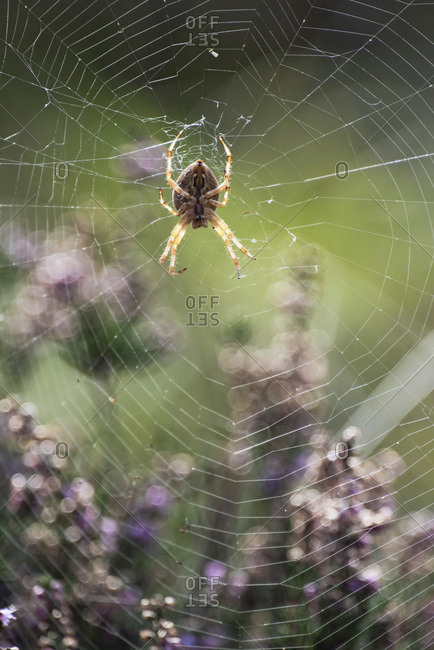 Cross spider in web backlit by sunlight