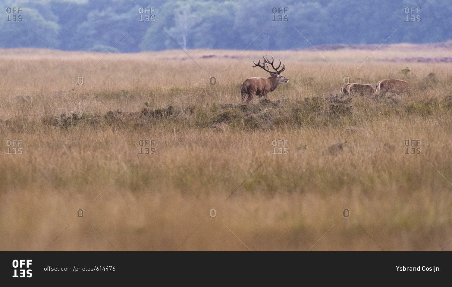 Red deer stag with hinds in field in rutting season