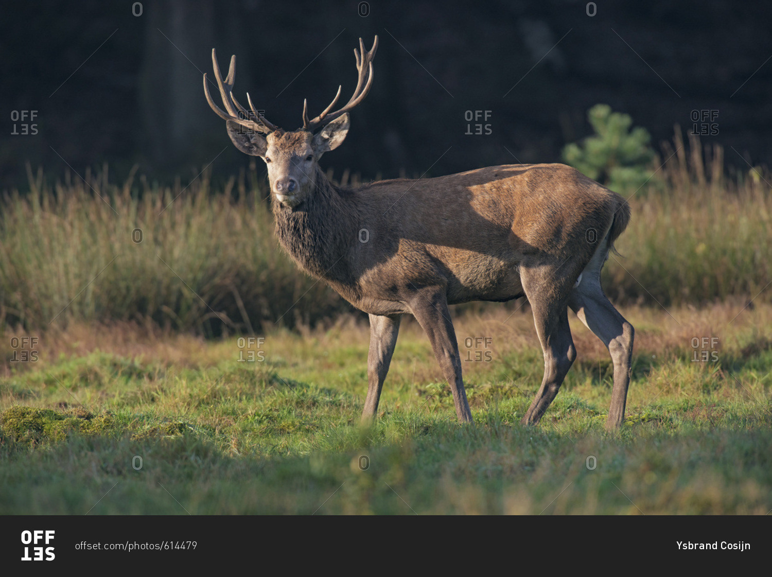Red deer stag in meadow lit by morning sunlight