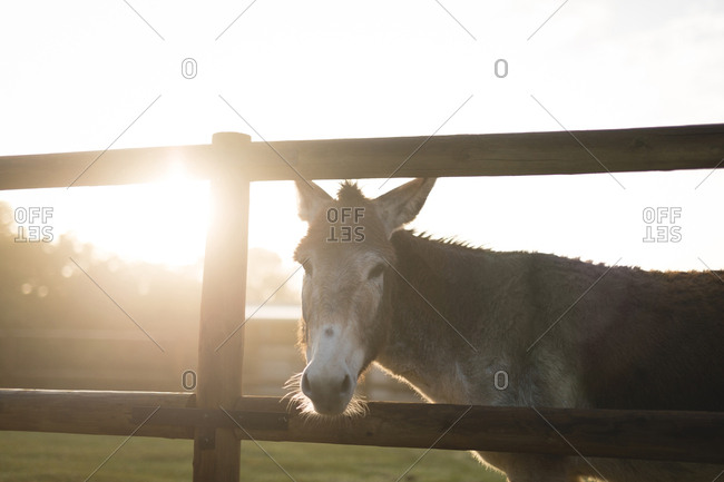 Foal standing by wooden fence at barn