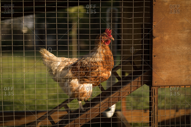 Chicken in coop