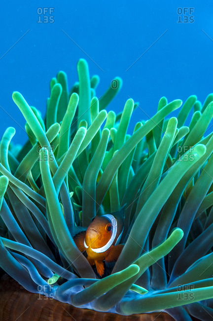 Philippines, Palawan, Sulu Sea, Tubbataha Reefs Natural Park, Clownfish or anemonefish are fishes from the subfamily Amphiprioninae in the family Pomacentridae, In the wild, they all form symbiotic mutualisms with sea anemones