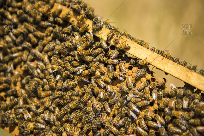 Close-up of honey bees on beehive in frame