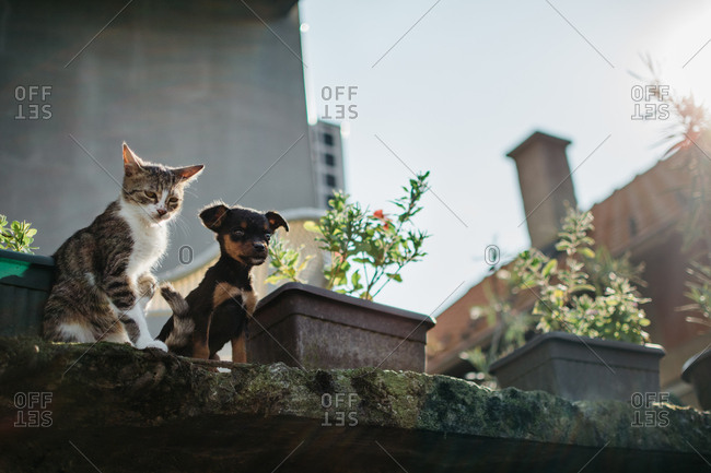 Cat and dog together on rooftop