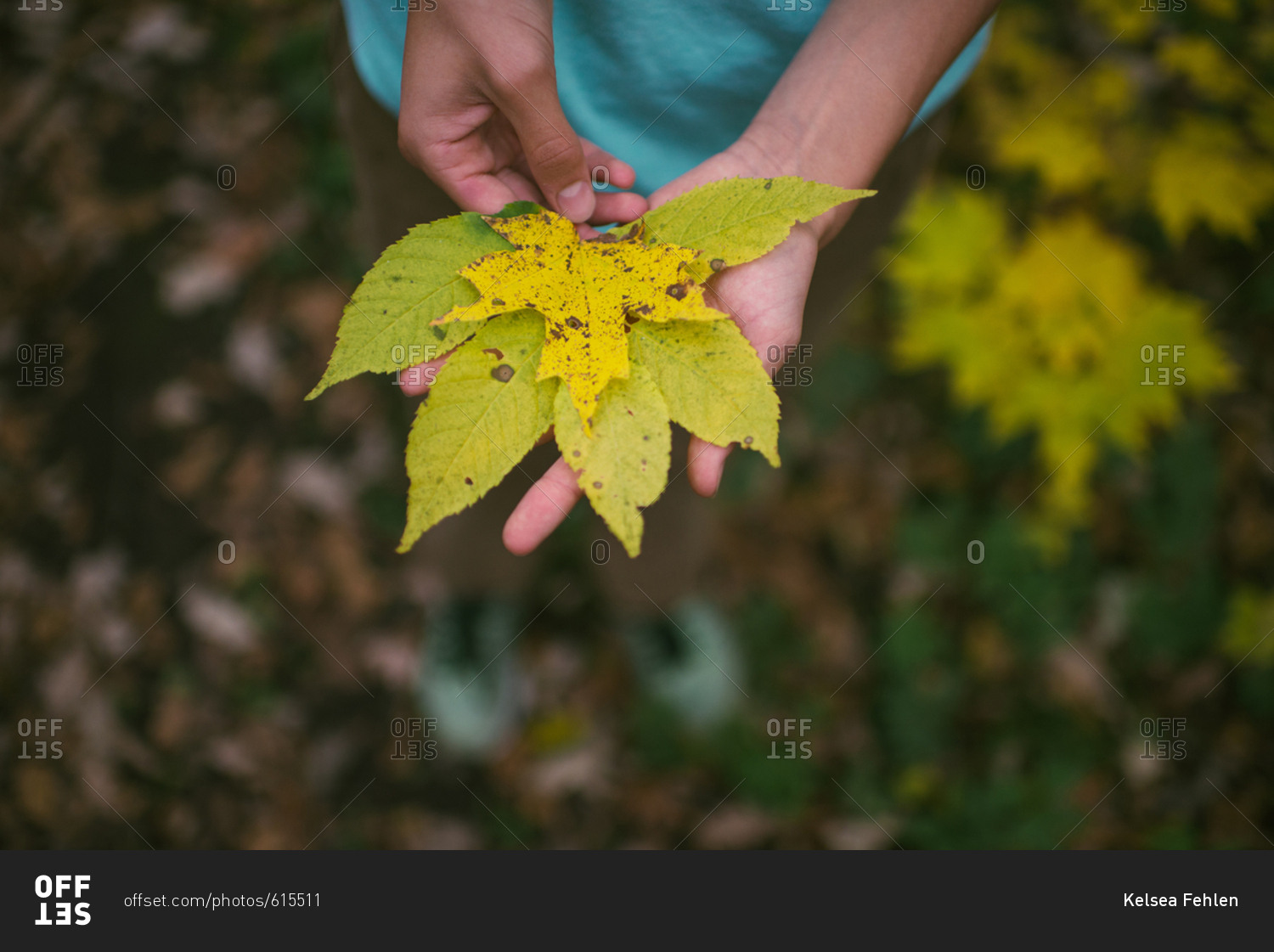 Person holding yellow fall leaves