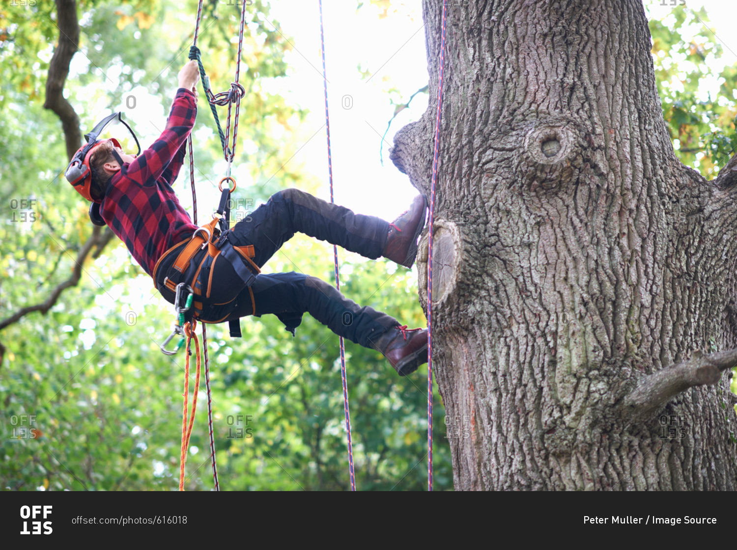 Trainee teenage male tree surgeon climbing up tree trunk