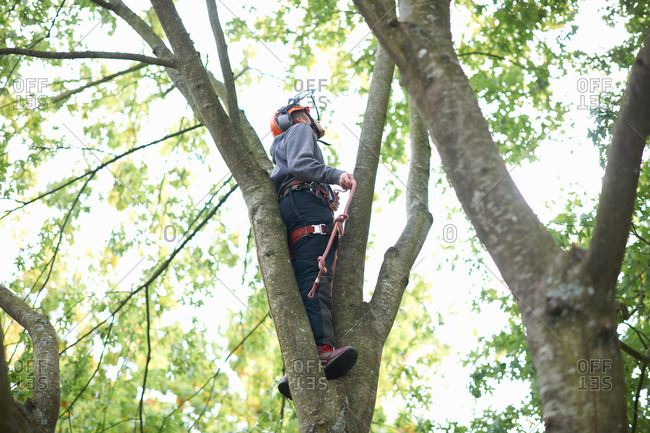 Young male trainee tree surgeon looking up from tree trunk