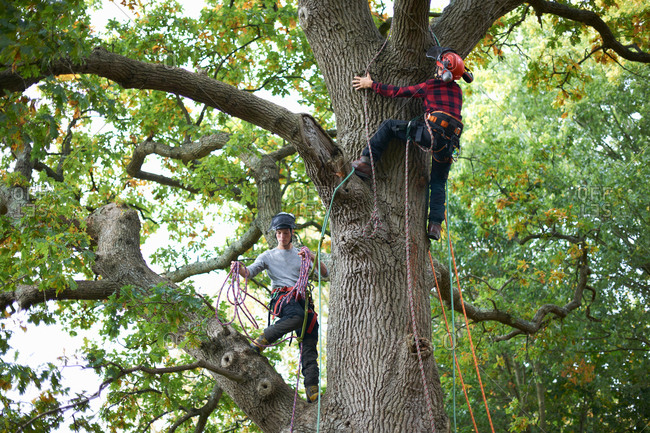 Two male trainee tree surgeons climbing up tree trunk