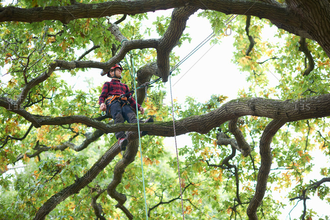 Trainee teenage male tree surgeon standing on tree branch