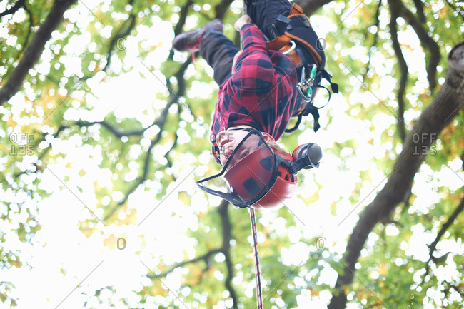 Trainee teenage male tree surgeon hanging upside down from tree branch