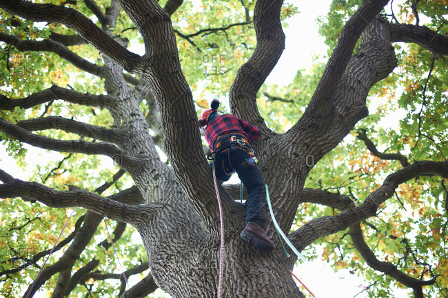 Rear view of trainee teenage male tree surgeon climbing up tree trunk
