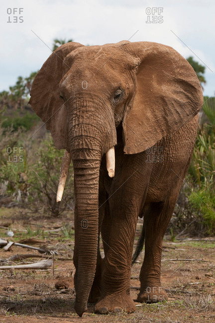 African Elephant (Loxodonta africana), Samburu National Park, Kenya