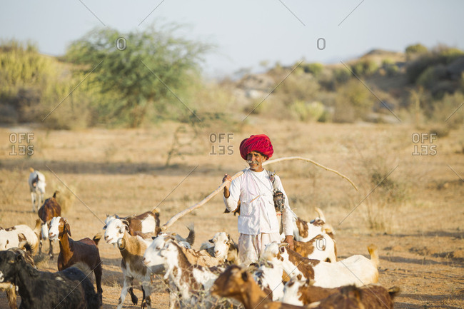 Jawai, Rajasthan, India - May 19, 2015: Rabari herdsmen at sundown rounding up their goats