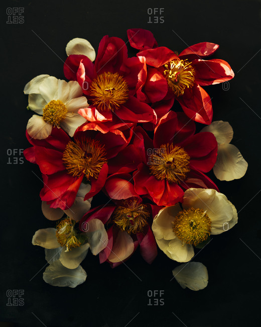 Overhead Shot Of Red And Yellow Flowers In Sunlight Against Black