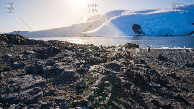 Arctic penguins in Wild Nature Landscape
