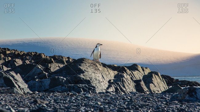 Arctic penguin