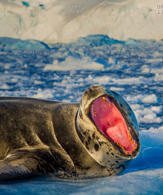 Sea lion with mouth open