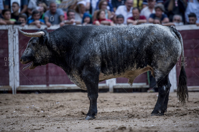 Bull on the bullring sand