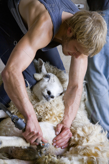 Young farmer shearing sheep for wool