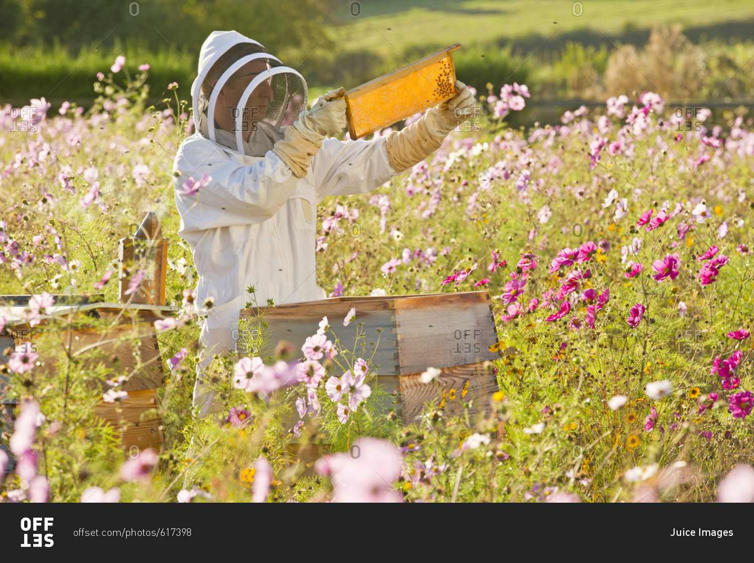 Beekeeper checking honey on beehive frame in field full of flowers