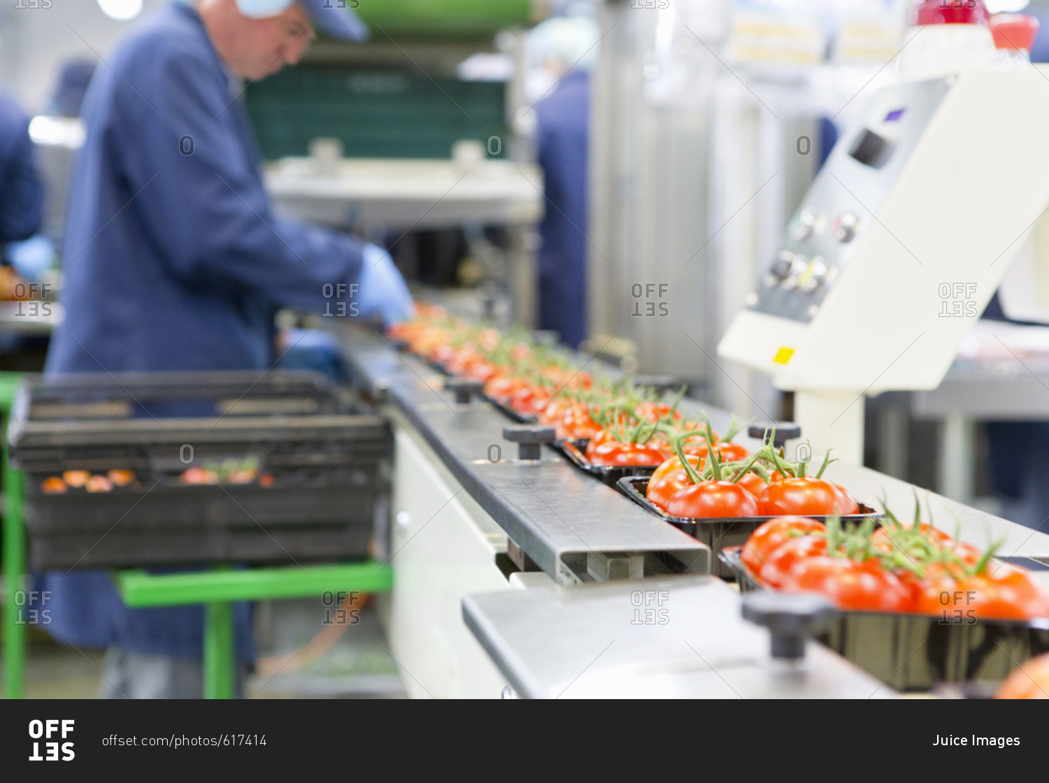 Worker packing ripe red vine tomatoes on production line in food processing plant