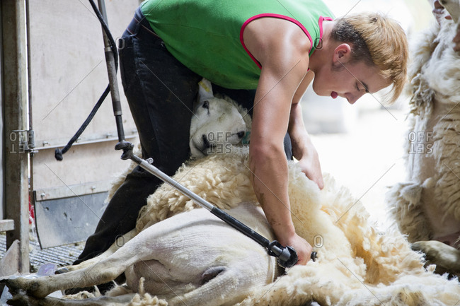 Farm worker shearing sheep for its wool