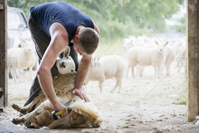 Farm worker shearing sheep for wool with traditional hand shears