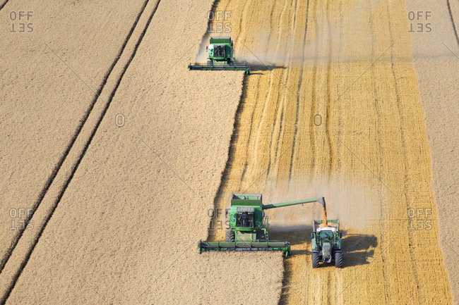 Combine harvesters, harvesting wheat into trailer, in rural field