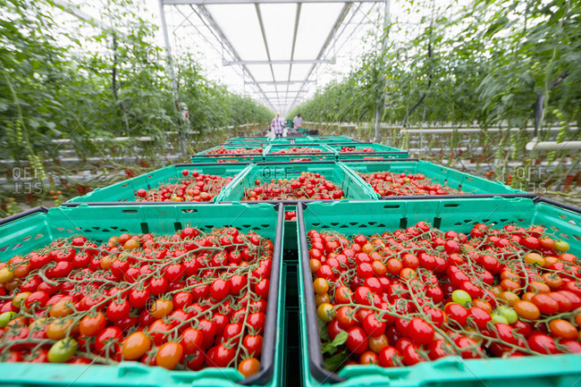 Abundance of ripe red vine tomatoes in crates in greenhouse