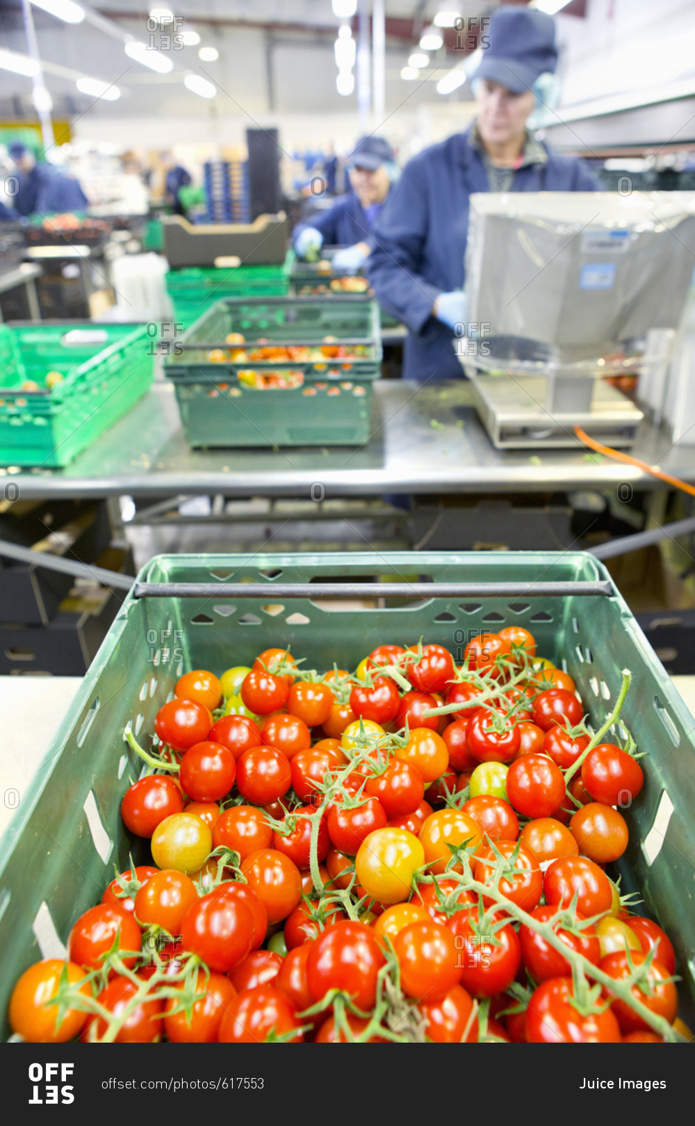 Ripe red vine tomatoes in bin in food processing plant
