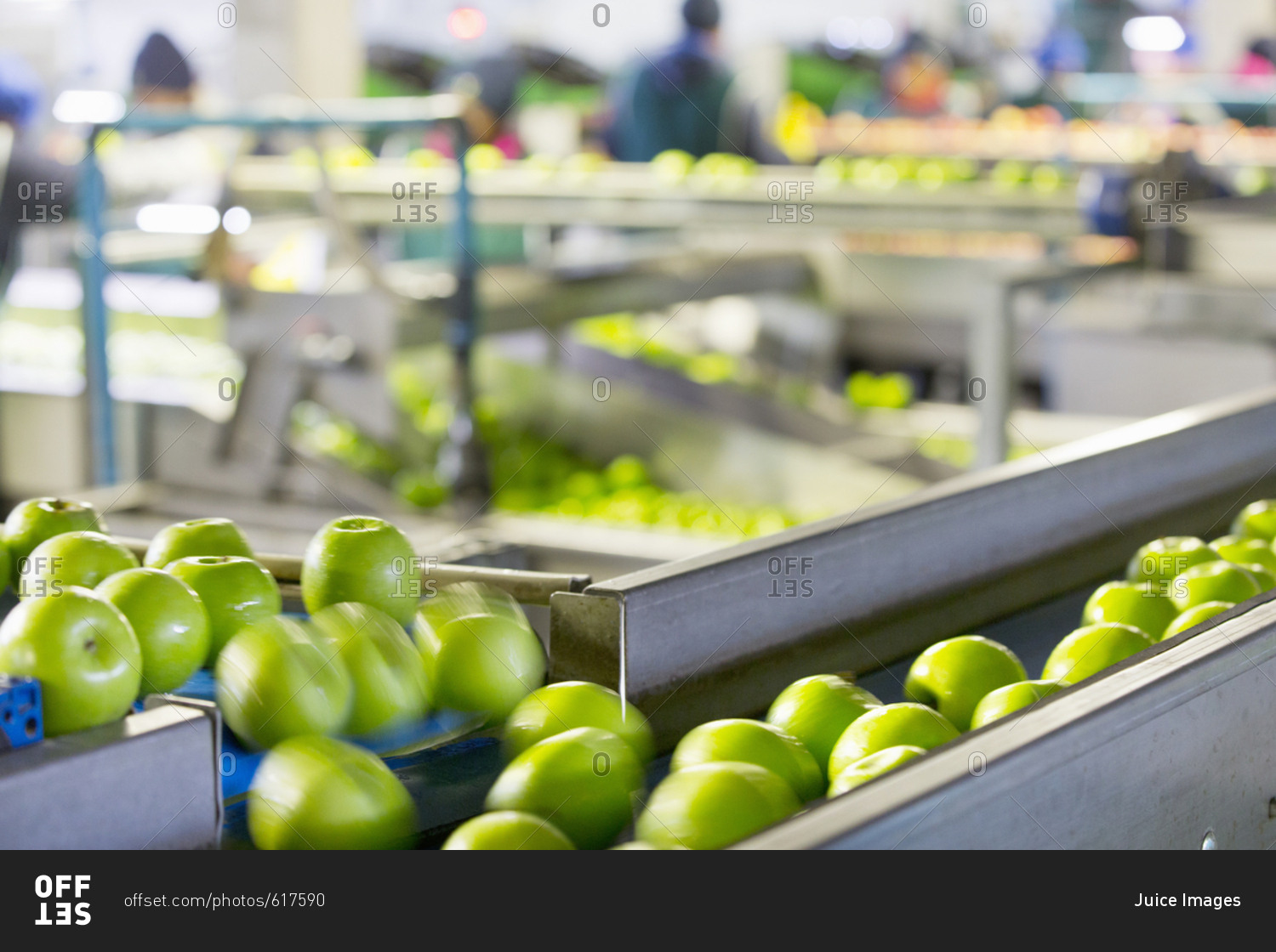 Apples Being Graded In Fruit Processing And Packaging Plant stock photo ...