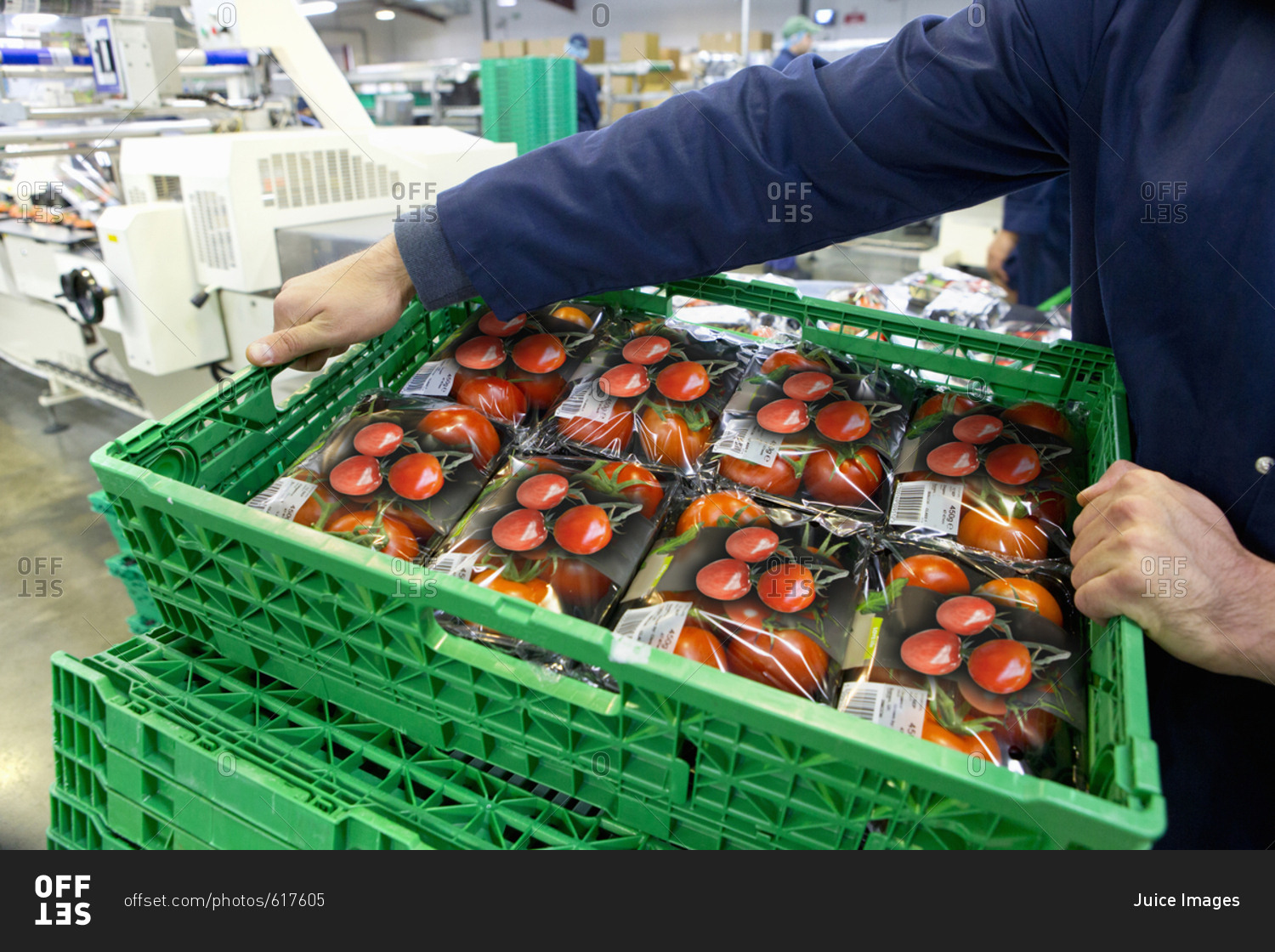 Worker lifting crate of packaged tomatoes in food processing plant