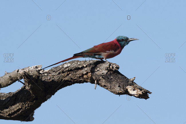 northern carmine bee eater stock photos 