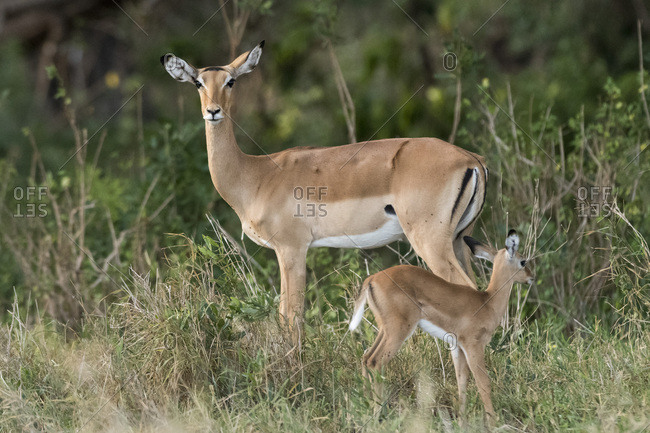 A female impala (Aepyceros melampus) with its calf, Kenya, East Africa, Africa