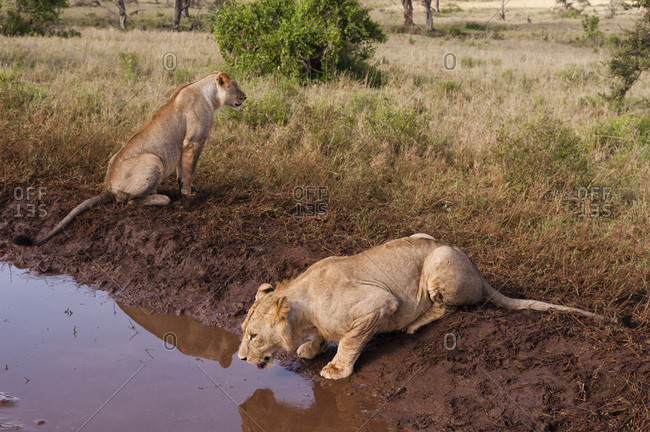 Two lions (Panthera leo) at a waterhole, one drinking, Tsavo, Kenya, East Africa, Africa
