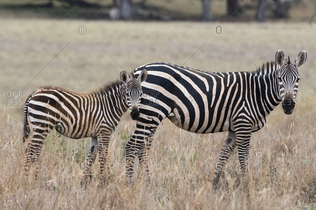 A common zebra ( Equus quagga) with its foal, looking at the camera, Tsavo, Kenya, East Africa, Africa