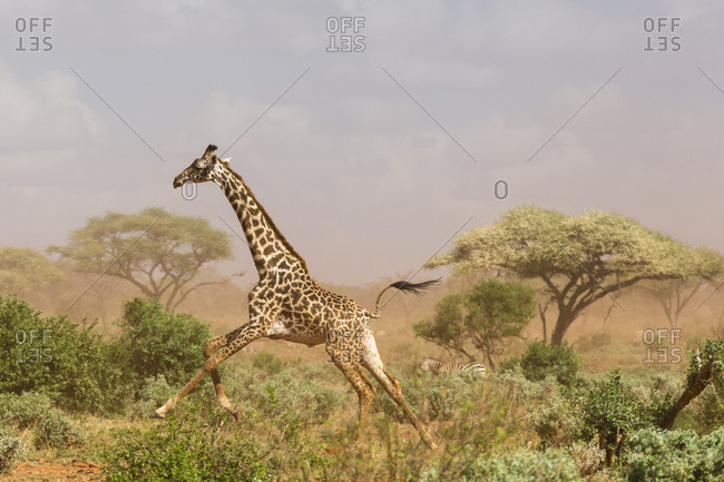 A Maasai giraffe (Giraffa camelopardalis tippelskirchi) running in a dust storm, Tsavo, Kenya, East Africa, Africa