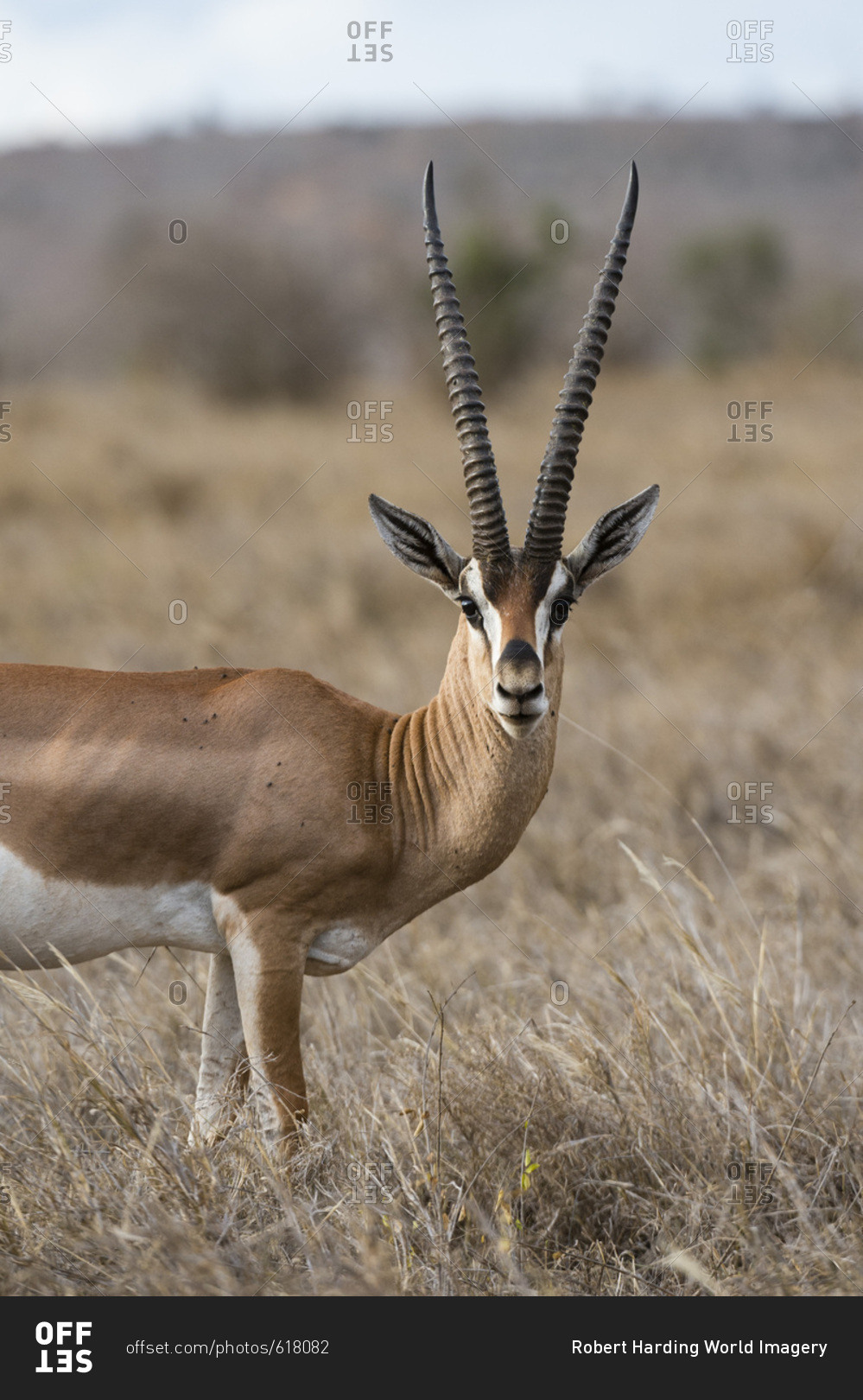 A Grant S Gazelle Gazella Granti Looks Into The Camera Tsavo Kenya East Africa Africa Stock Photo Offset