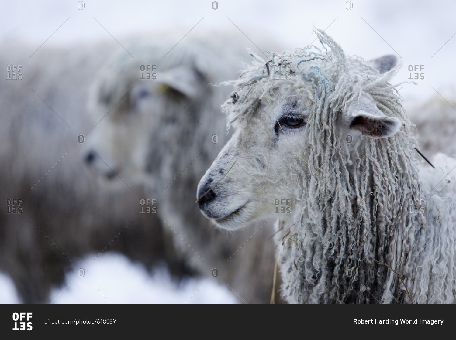 Cotswold Lion sheep in snow, Bourton-on-the-Hill, Cotswolds, Gloucestershire, England, United Kingdom, Europe
